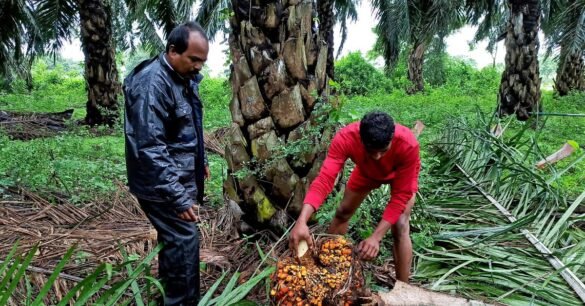 India sharply raises base import price of palm oil