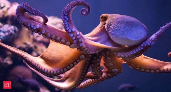 Scientists express concern over proposals for world’s first octopus farm