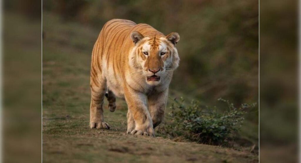 Rare golden tiger sighting in Kaziranga National Park stuns people