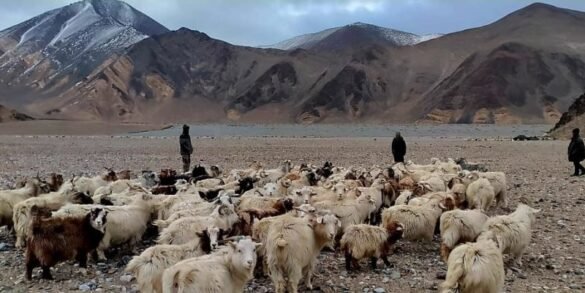 Ladakh: China’s PLA Imposes Restrictions on Where Tribal People Can Graze Livestock