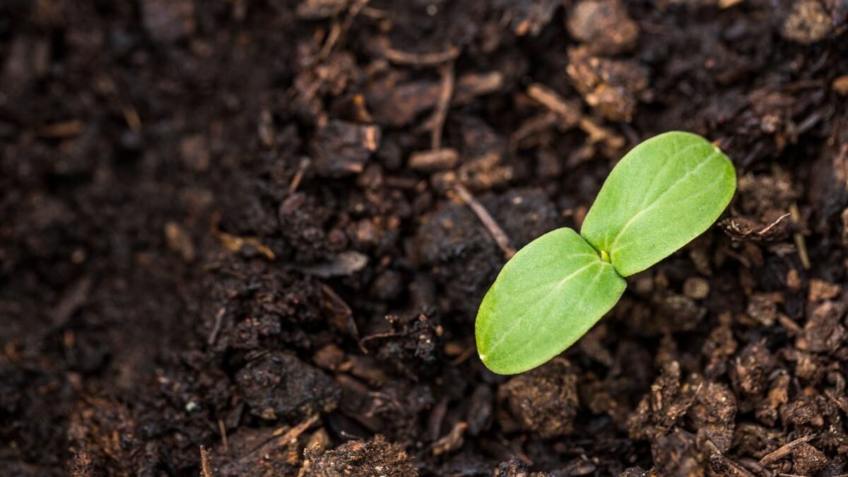 Seed funding: Everything founders should know about fundraising, seed rounds and more for 2024