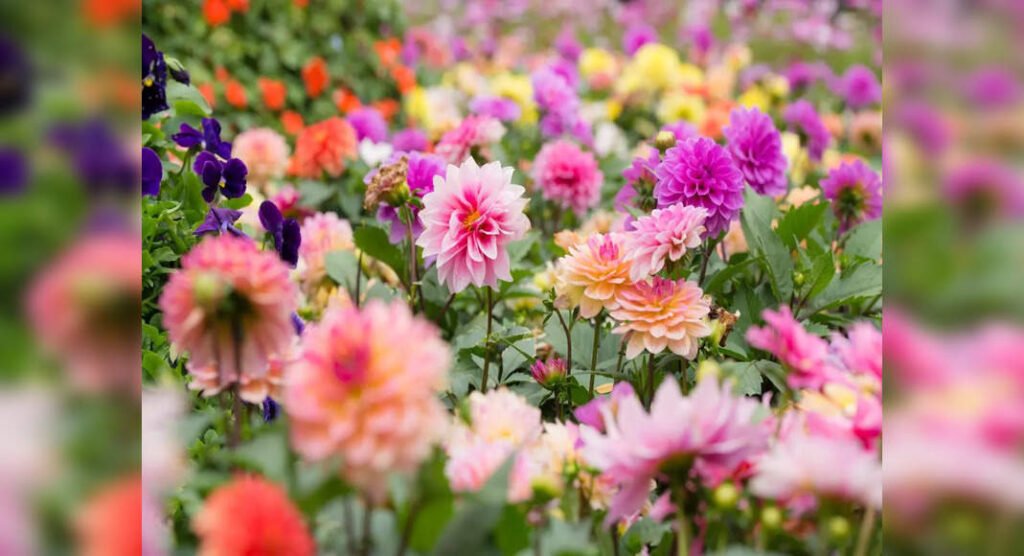 Noida to host 3-day ‘Noida Flower Show’ from Feb 22; check key details here