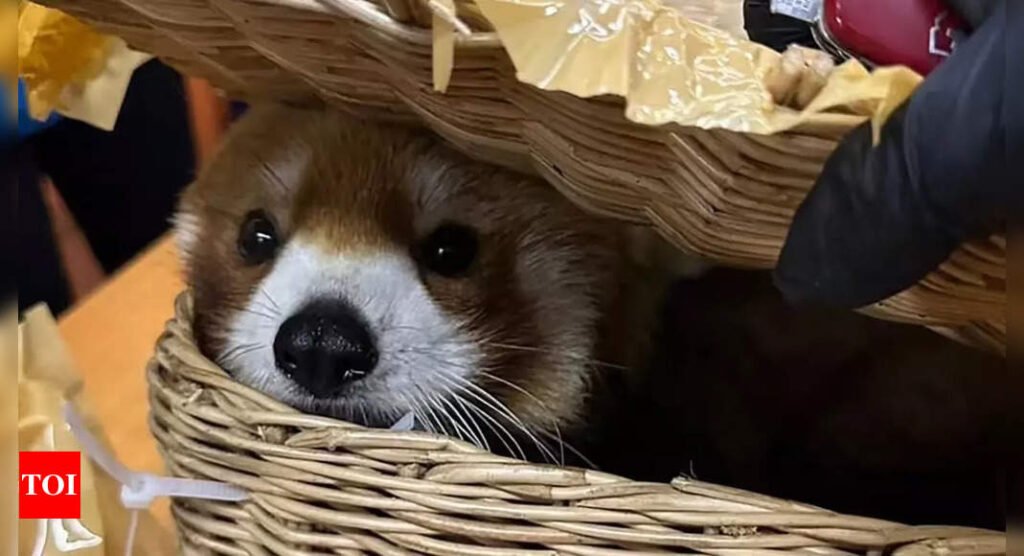 Red panda among 86 other animals seized at Thai airport