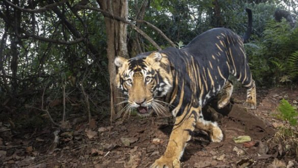 Melanistic tiger safari at Similipal to welcome visitors by year end: PCCF Susanta Nanda