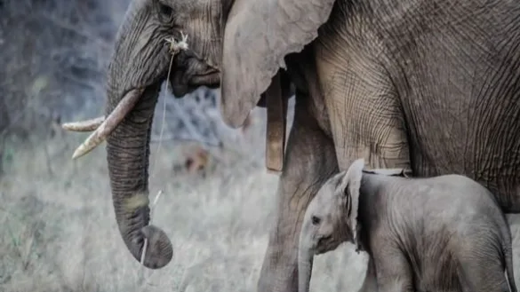 Elephant Dies Due To Electrocution In Tamil Nadu’s Virudhunagar | Republic World