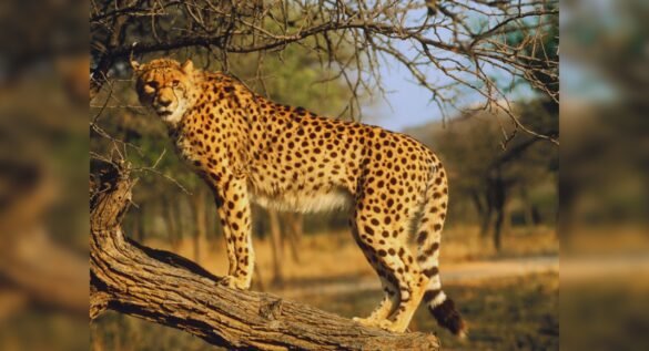 Kuno National Park: Cheetahs to be released into the wild after year-long stay in enclosures