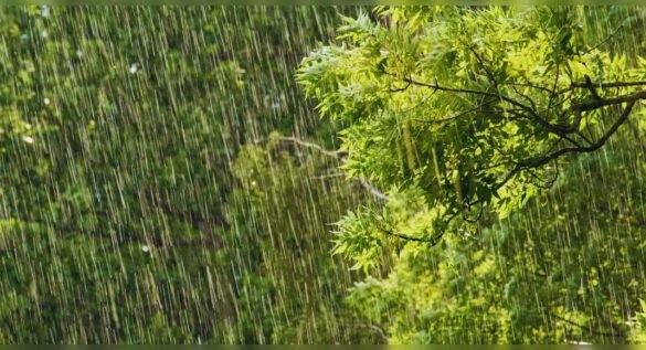 Heavy rains forecast for Uttarakhand, Delhi, and surrounding states as weather system intensifies