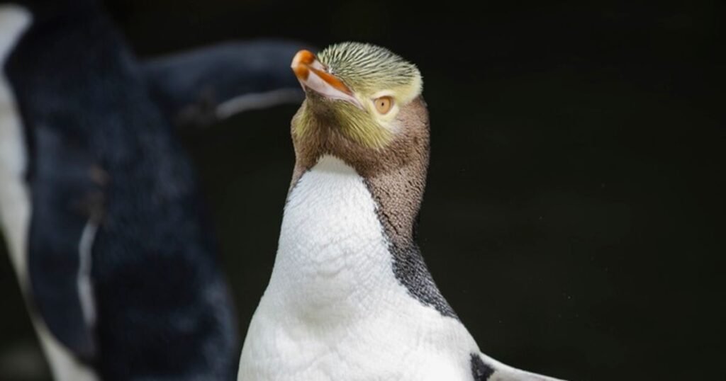 Smelly Penguin Wins New Zealand’s Coveted Bird Of The Year Award