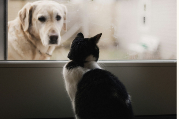 Treating dysbiosis in dogs & cats