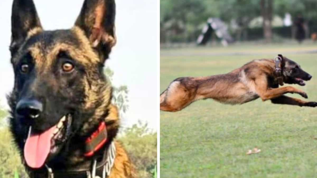 Indian Army’s dog Phantom sacrifices his life while fighting terrorists in Jammu and Kashmir