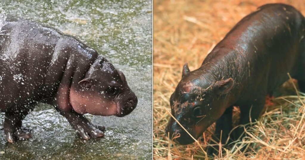 Edinburgh Zoo Challenges Moo Deng To Cuteness Contest With Newborn Pygmy Hippo