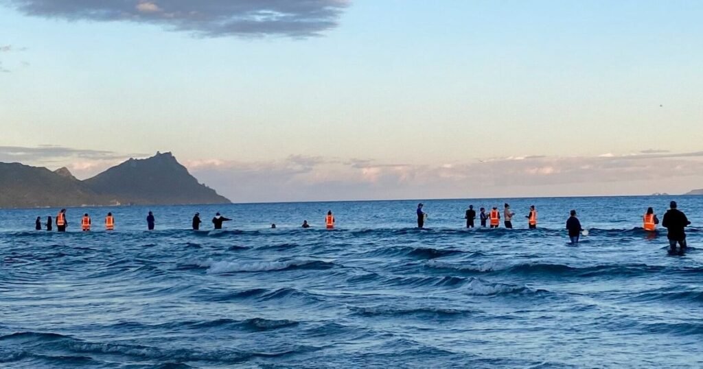 ‘Amazing’ Moment Of Compassion As New Zealand Residents Save Dozens Of Stranded Whales