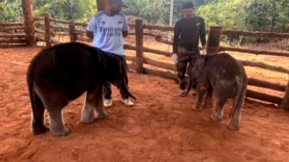 Elephant calves rescued in Odisha find new home in Chandaka