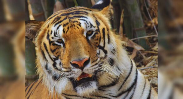 Bihar will soon get its second tiger reserve in Kaimur district