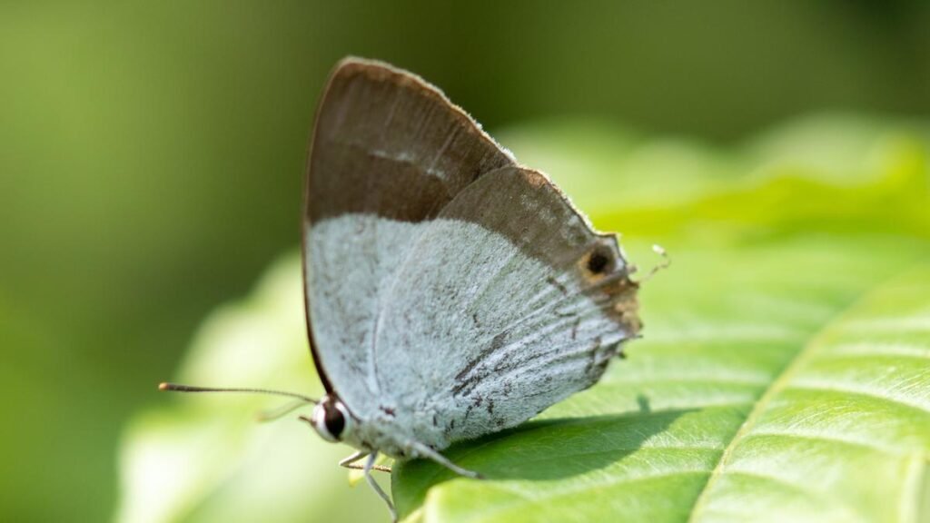 Higher count of butterfly species recorded in Pachamalai during Forest Department study