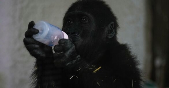 Young Gorilla Rescued From Box In Airplane’s Cargo Hold