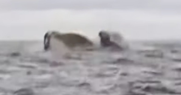 Camera Films Humpback Whale Briefly Swallowing Kayaker Off Chilean Coast