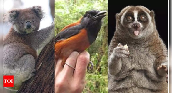 10 adorable but dangerous animals you won’t believe