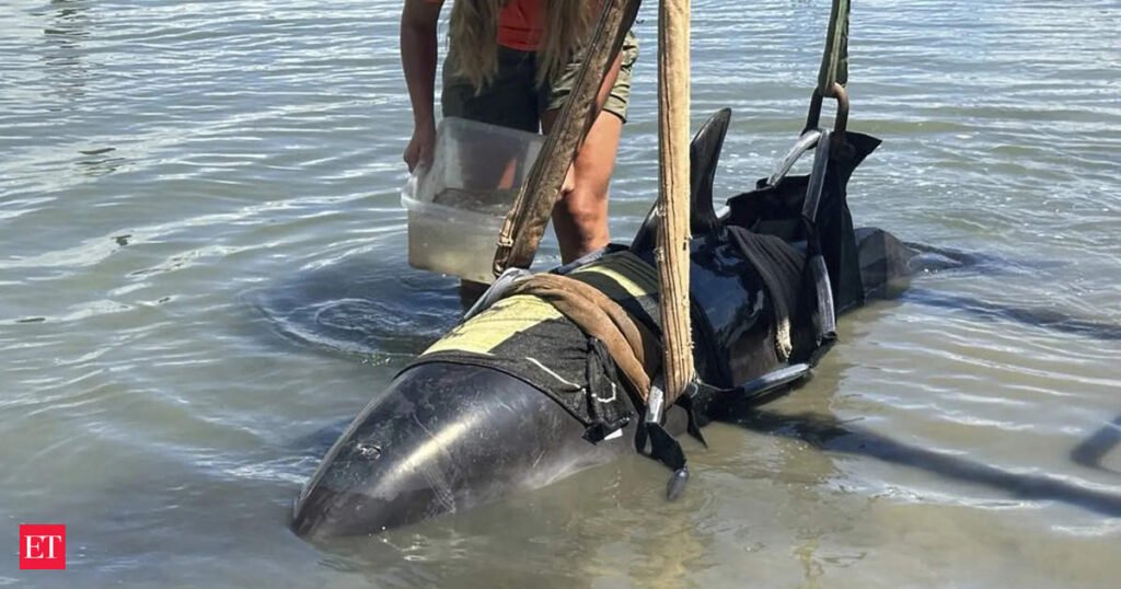 Dolphin gets new lease on life after crashing onto fishing boat off New Zealand’s coast