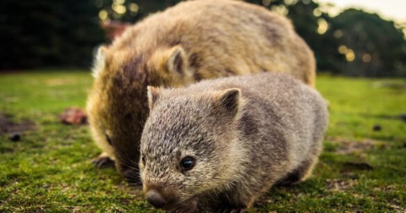 US Influencer May Be Banned From Australia After Taking Wombat Cub From Mother