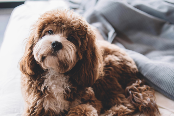 Integrative Veterinary Medicine: A Holistic Approach to Pet Care