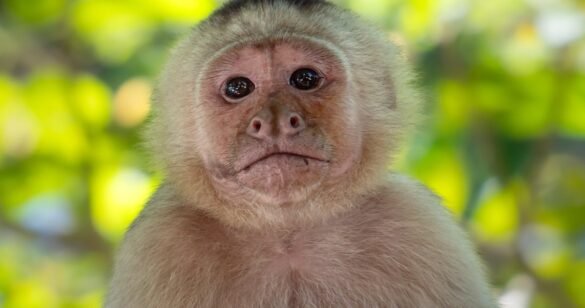 ‘Shocking’ Monkey Kidnappings Baffle Scientists In First-Of-Its-Kind Footage