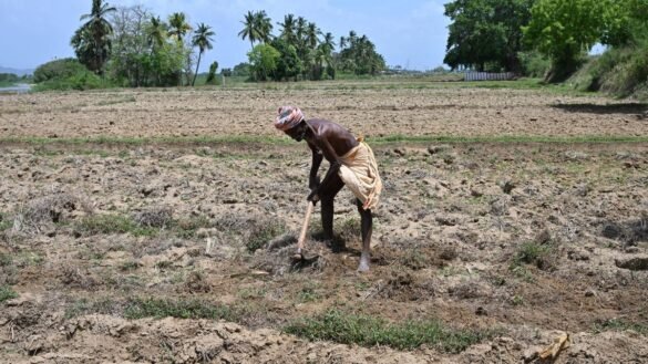  ‘Kar’ paddy season starts on high note as water level in Papanasam Dam crosses 100-foot mark